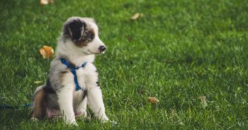 Cómo educar a tu cachorro, asesoramiento del auxiliar al cliente (I)