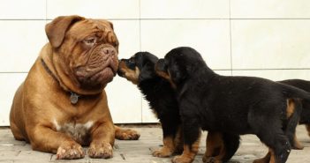 ¿Cómo adaptar los requerimientos energéticos a cada perro?